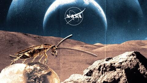 'चांद की मिट्टी' खाने वाले कॉकरोच होने वाले थे नीलाम, NASA ने लगाई रोक 'चांद की मिट्टी' खाने वाले कॉकरोच होने वाले थे नीलाम, NASA ने लगाई रोक