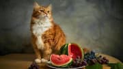 गर्मियों में अपनी बिल्ली को खिलाएं ये पौष्टिक फल, रहेगी हाइड्रेटेड और स्वस्थ