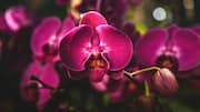 सर्दियों के दौरान इस तरह से करें ऑर्किड पौधे की देखभाल, रहेगा स्वस्थ