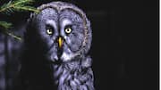 रात में सक्रिय रहते हैं ये 5 जानवर, जानिए इनके बारे में