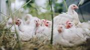 केरल: कोझिकोड में बर्ड फ्लू संक्रमण के कारण 1,800 से अधिक मुर्गियों की मौत