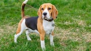 क्या आपके पास बीगल है? उसके कानों की देखभाल के लिए अपनाएं ये 5 तरीके