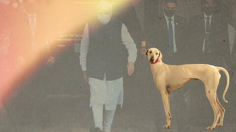 प्रधानमंत्री मोदी की सुरक्षा में तैनात होंगे मुधोल हाउंड, जानें क्या है इस कुत्ते की खासियत प्रधानमंत्री मोदी की सुरक्षा में तैनात होंगे मुधोल हाउंड, जानें क्या है इस कुत्ते की खासियत