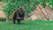 गोरिल्ला के बारे में जानिए ये 5 अनोखी बातें, जो आपको हैरान कर देंगी