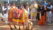 मध्य प्रदेश: उमा भारती ने शराब की दुकान के सामने बांधी गाय, कहा- दूध पियो