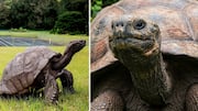 क्या दुनिया के सबसे उम्रदराज कछुए 'जोनाथन' की मौत हो चुकी है? जानिए सच्चाई