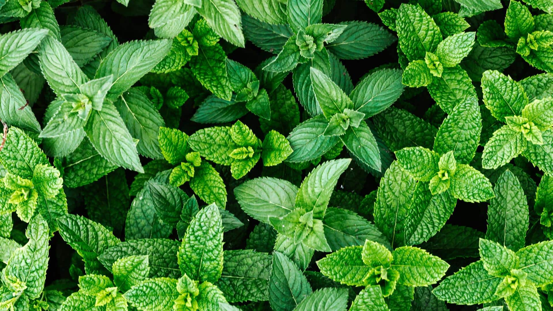 गर्मियों के दौरान इन 5 जड़ी बूटियों का करें सेवन, शरीर को मिलेगी ठंडक