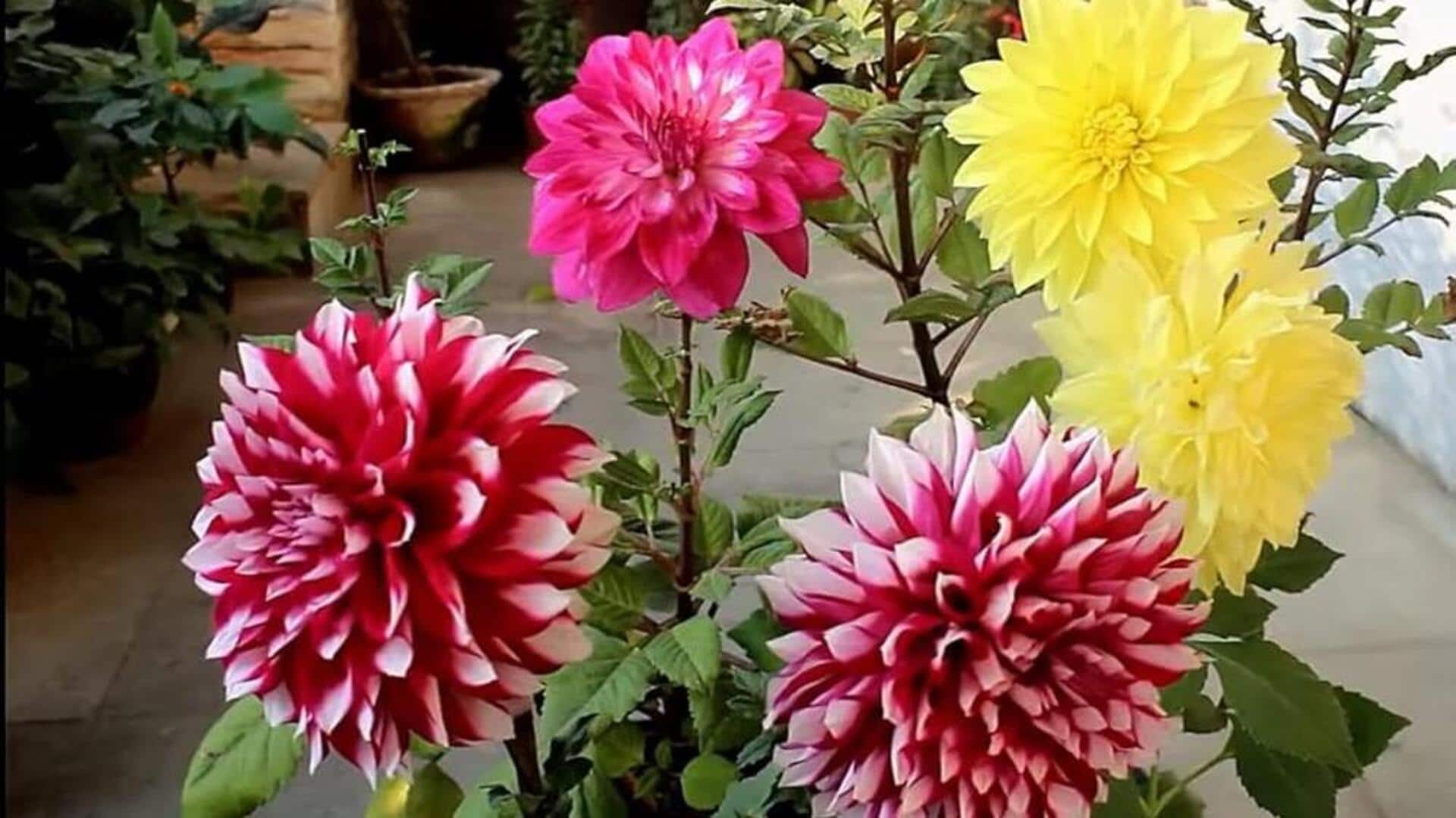 डहेलिया के फूल वाले पौधे को उगाने के लिए अपनाएं ये 5 तरीके