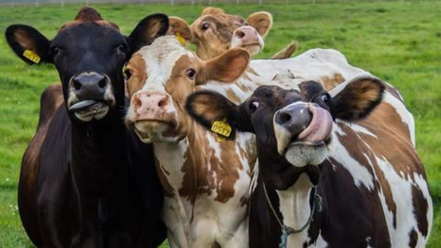 'टिंडर' की तर्ज़ पर मवेशियों के लिए बना 'टडर', यहाँ गायों को मिलता है सही मेल