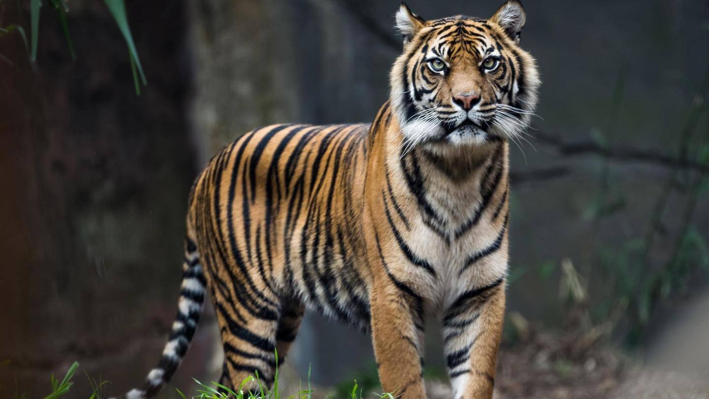 अंतरराष्ट्रीय बाघ दिवस: बाघों से जुड़े रोचक तथ्य, जिनके बारे में शायद ही जानते होंगे आप