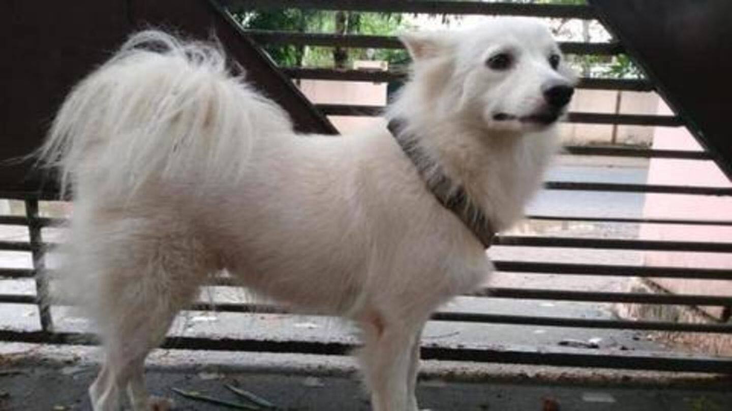 पड़ोसी कुत्ते से 'अवैध संबंध' के शक में मालिक ने अपने कुत्ते को घर से निकाला