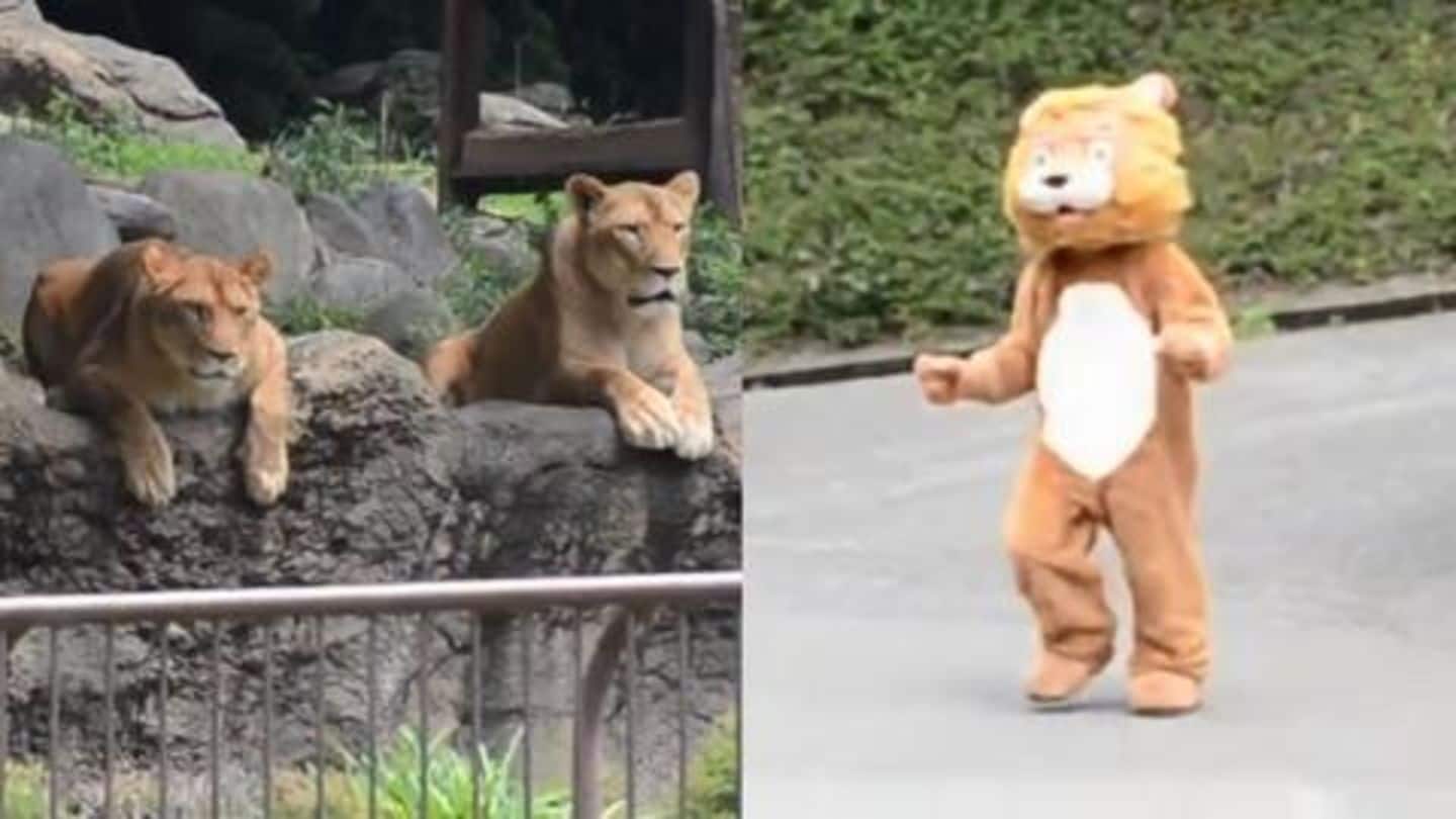चिड़ियाघर में शेर की पोशाक पहने कर्मचारी का वीडियो वायरल, असली शेर भी देखकर हुए हैरान