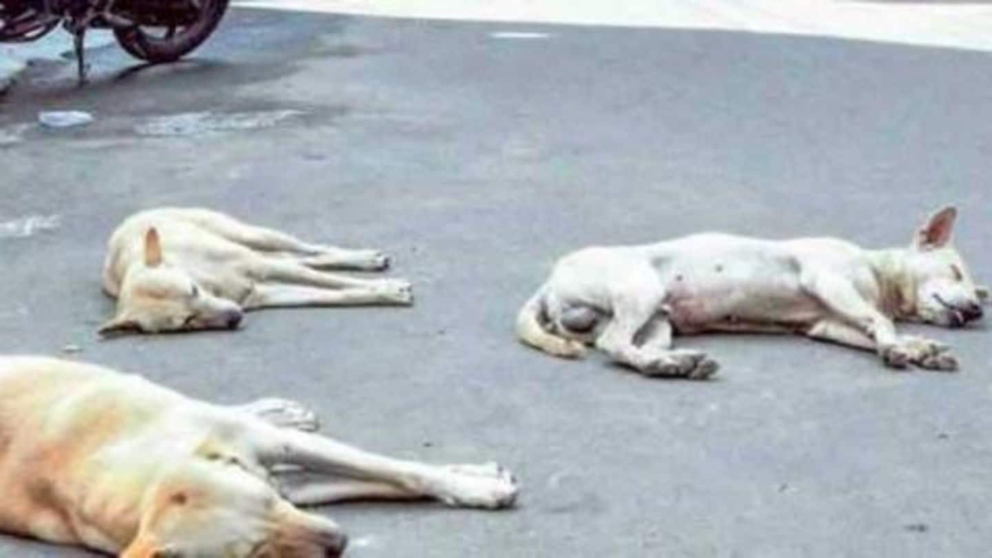 महाराष्ट्र: 90 कुत्ते जंगल में पाए गए मृत, बंधे हुए थे पैर और मुँह