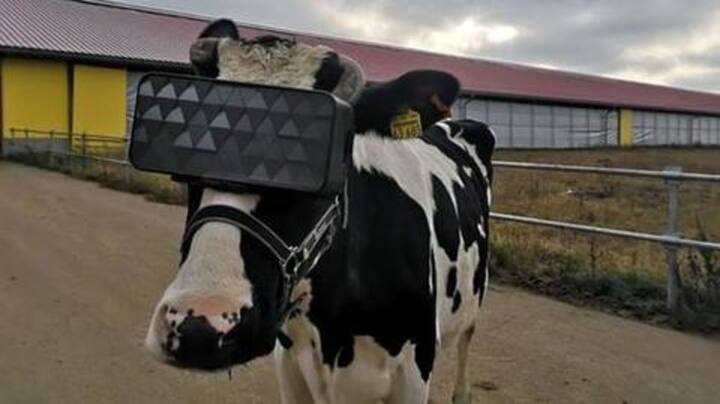 यहां गायों को भी पहनाया गया VR हेडसेट, जानें क्या है वजह