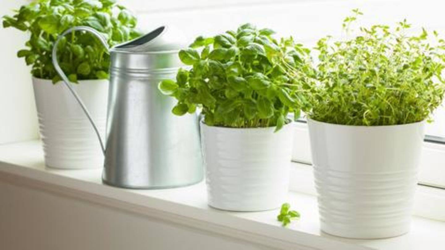 घर में बड़ी आसानी से गमलों में उगाए जा सकते हैं ये पांच हर्ब्‍स