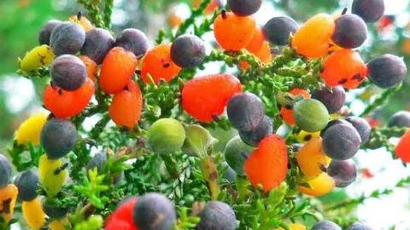 दुनिया का अनोखा पेड़ जिस पर उगते हैं 40 तरह के फल, लाखों में है कीमत