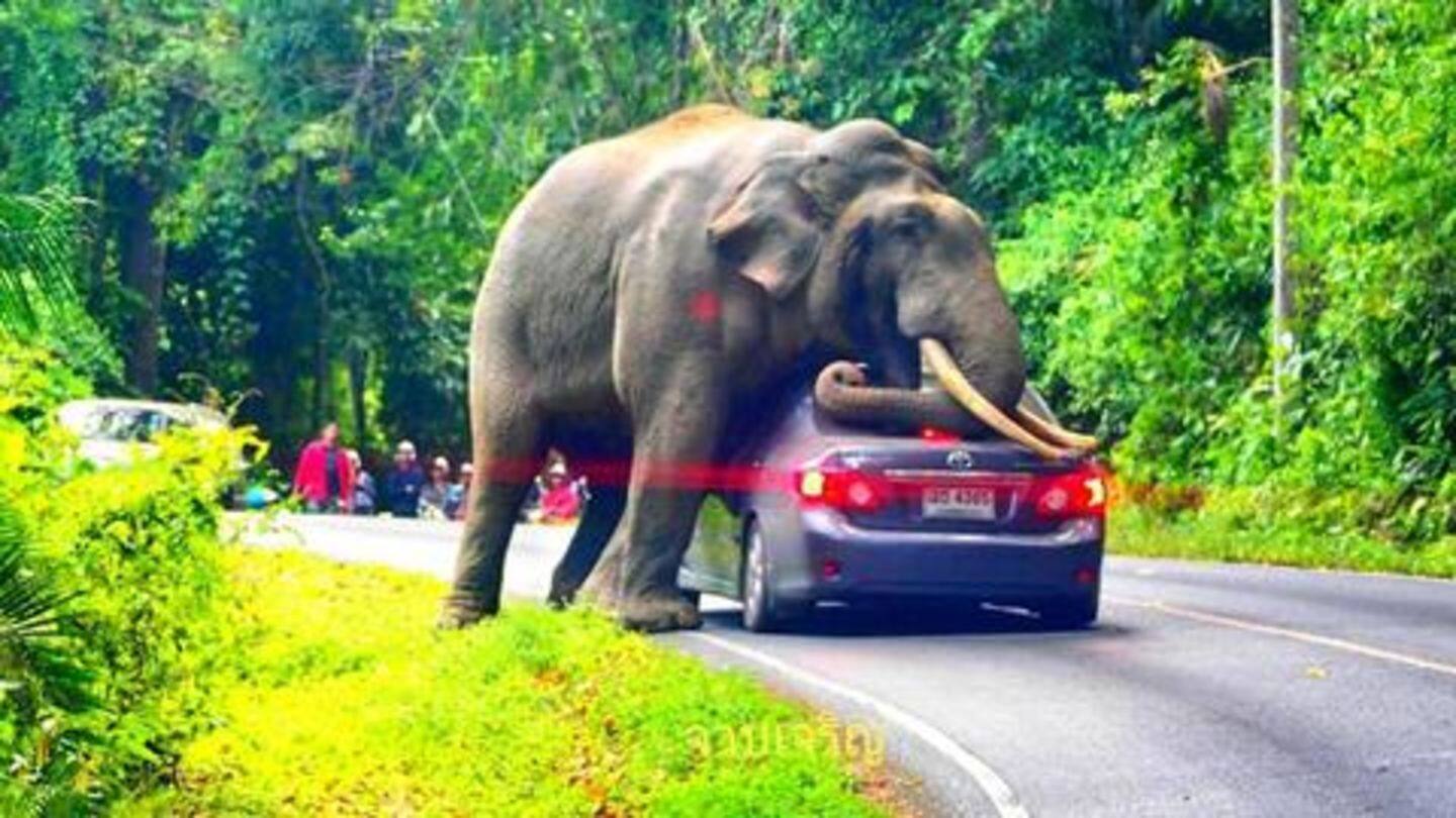 बीच सड़क पर्यटकों से भरी कार पर बैठ गया हाथी, देखें वायरल वीडियो