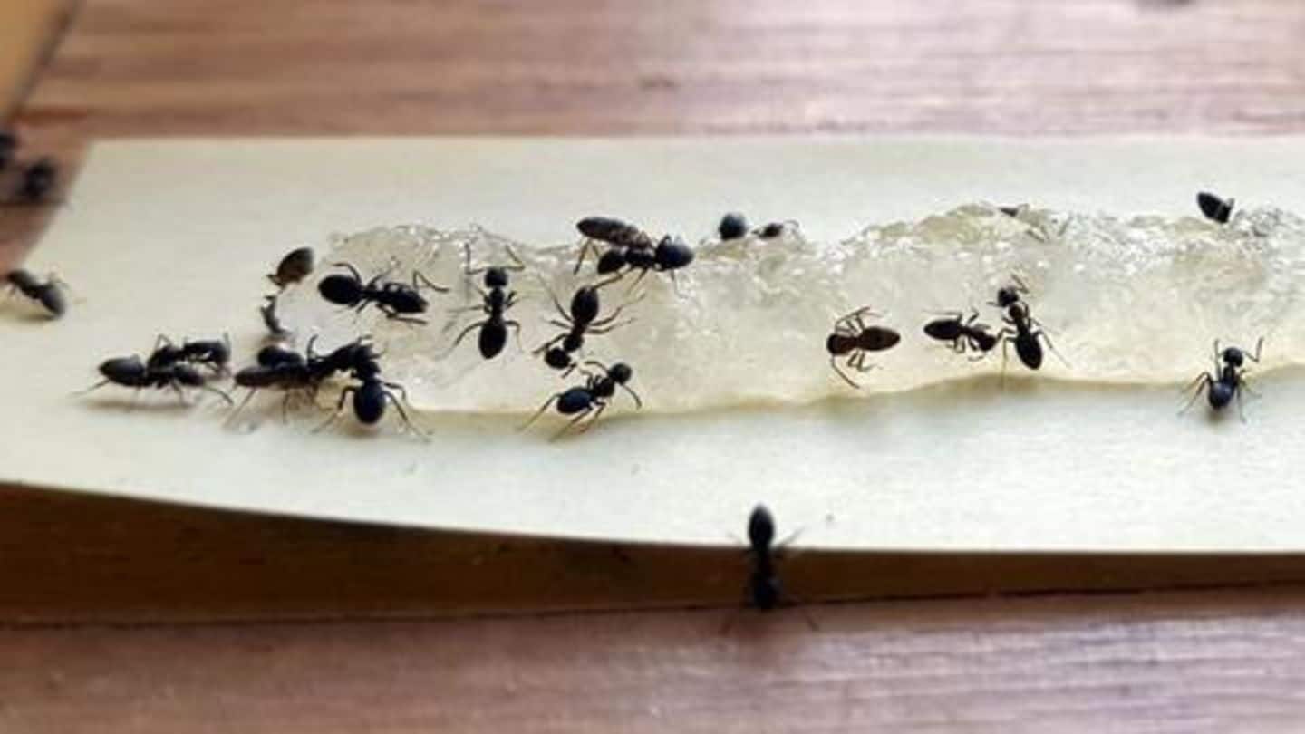 चींटियों ने घर में आतंक मचा रखा है? ये टिप्स दिला सकते हैं छुटकारा