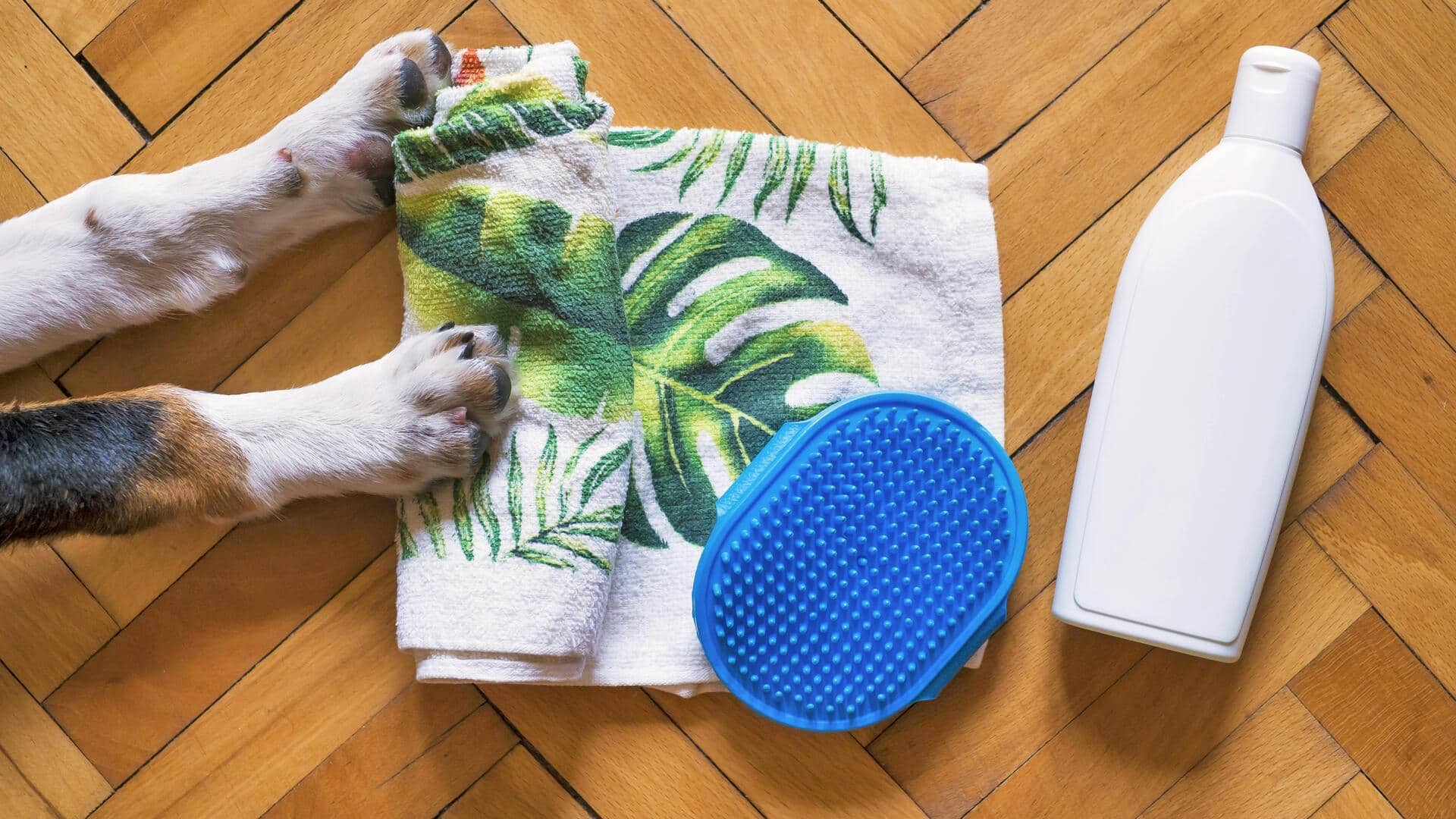 अपने कुत्ते के लिए खरीद रहे हैं शैंपू? इन 5 बातों का रखें खास ध्यान