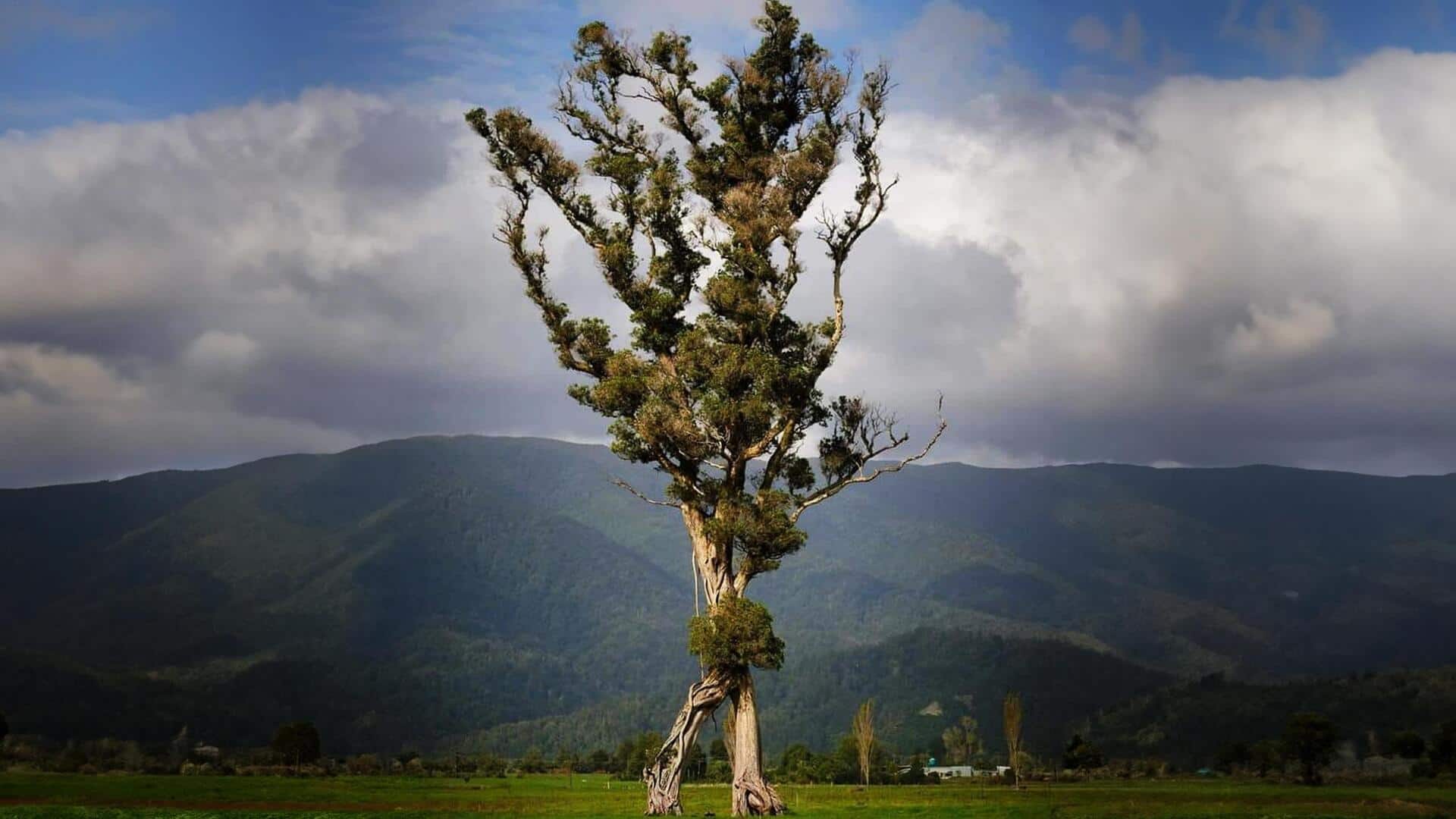 न्यूजीलैंड के प्राचीन 'चलने वाले पेड़' को मिला साल के सबसे सर्वश्रेष्ठ वृक्ष का खिताब