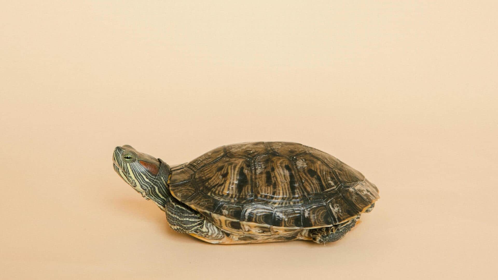 पालतू जानवर के तौर पर रखा है कछुआ तो न करें ये 5 गलतियां