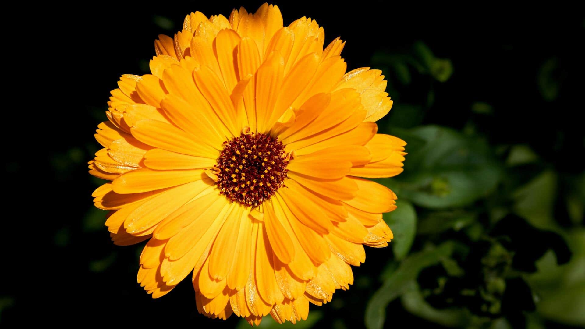 गमले में आसानी से उगाए जा सकते हैं ताजा कैलेंडुला के फूल, अपनाएं ये तरीके