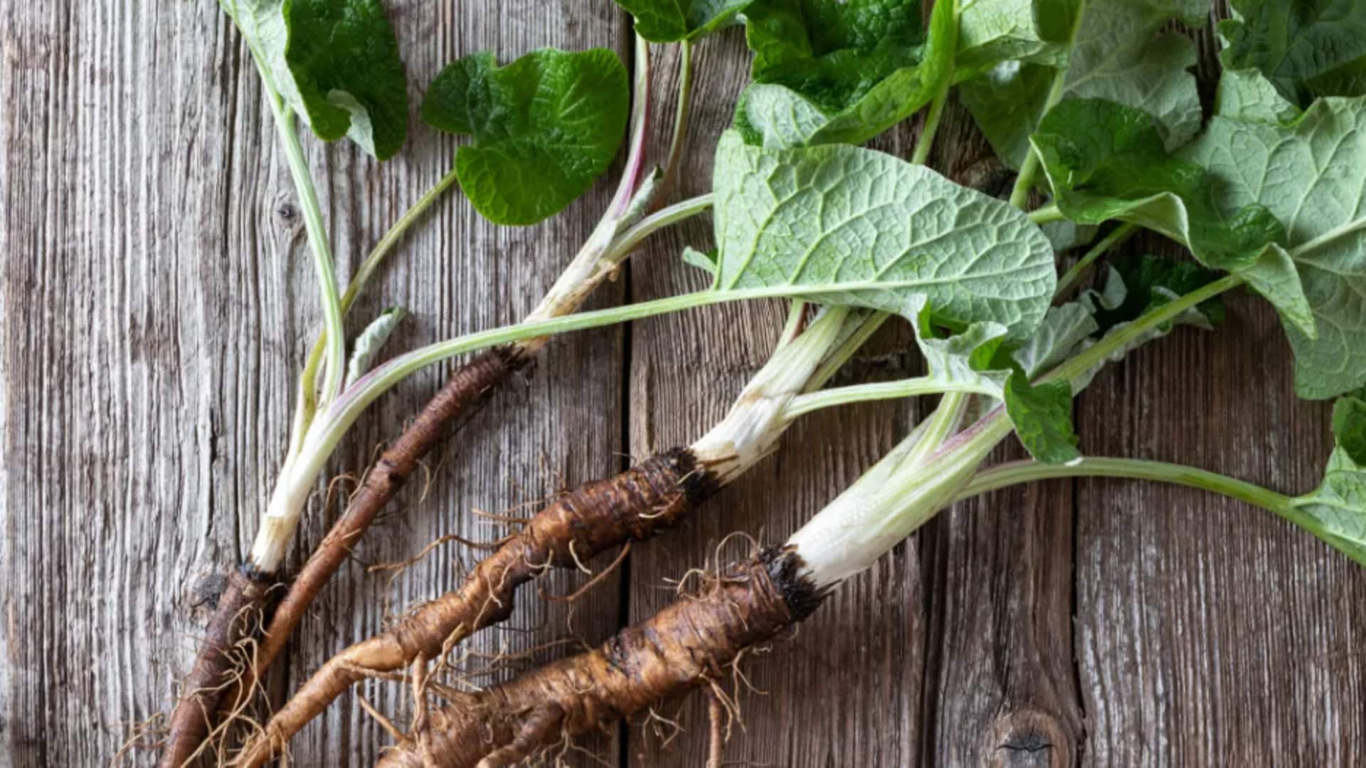 बर्डॉक की जड़ को अपनी डाइट में करें शामिल, आपको मिलेंगे ये 5 मुख्य स्वास्थ्य लाभ