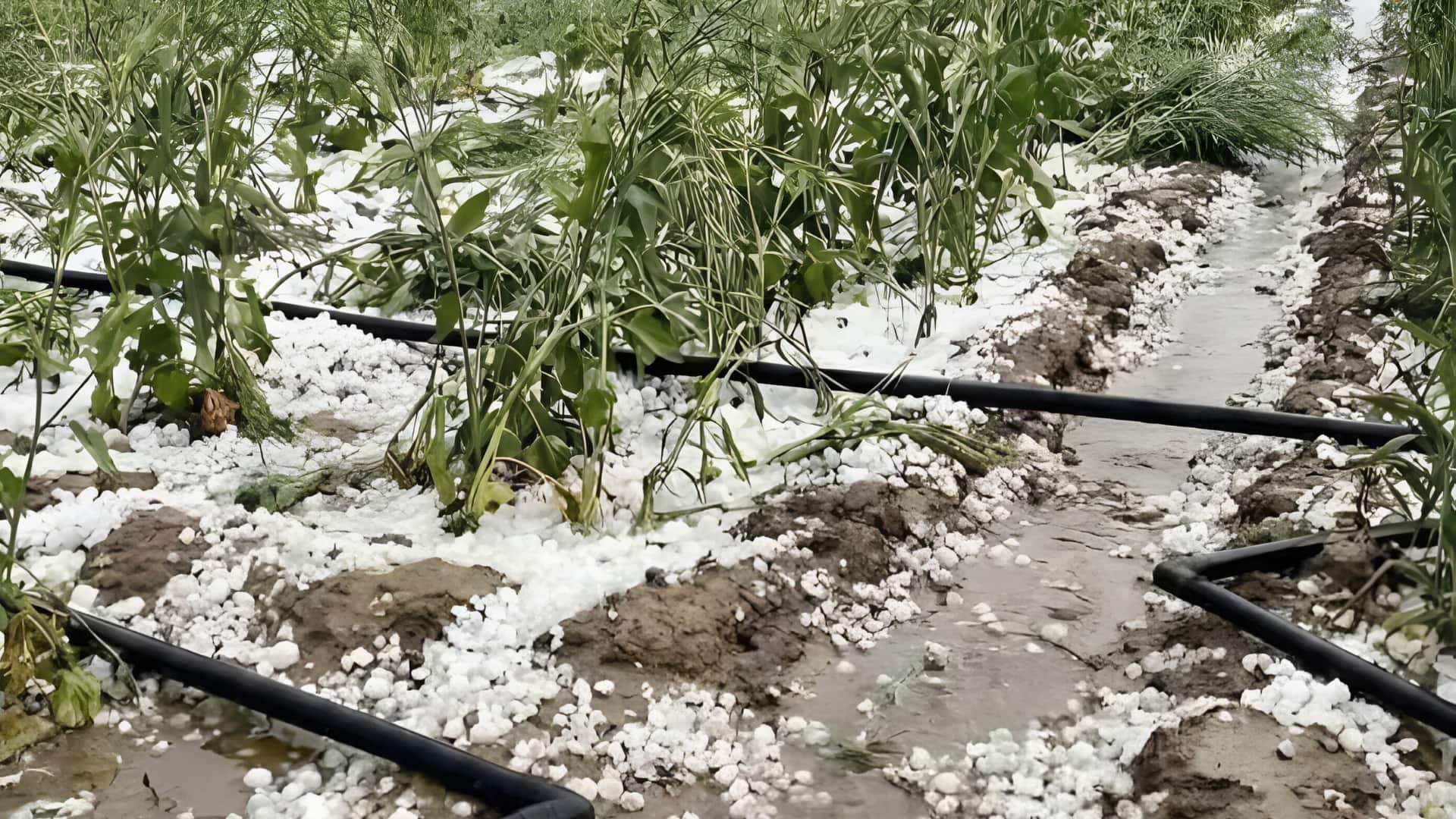 देशभर में जारी है अंधड़-बारिश और ओलावृष्टि का कहर, फसलें हो रही बर्बाद