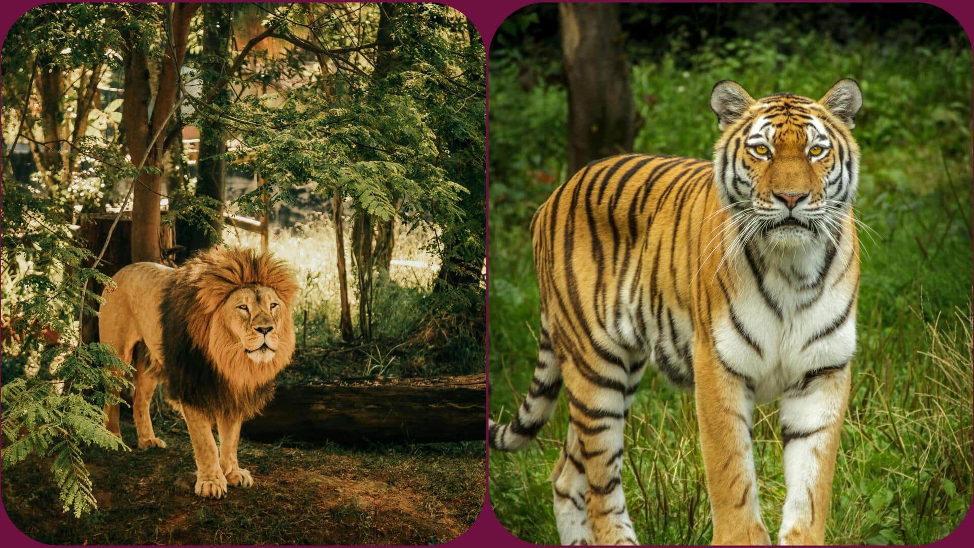 शेर और बाघ में से किसका शिकार ज्यादा खतरनाक होता है? जानें इन दोनों में अंतर