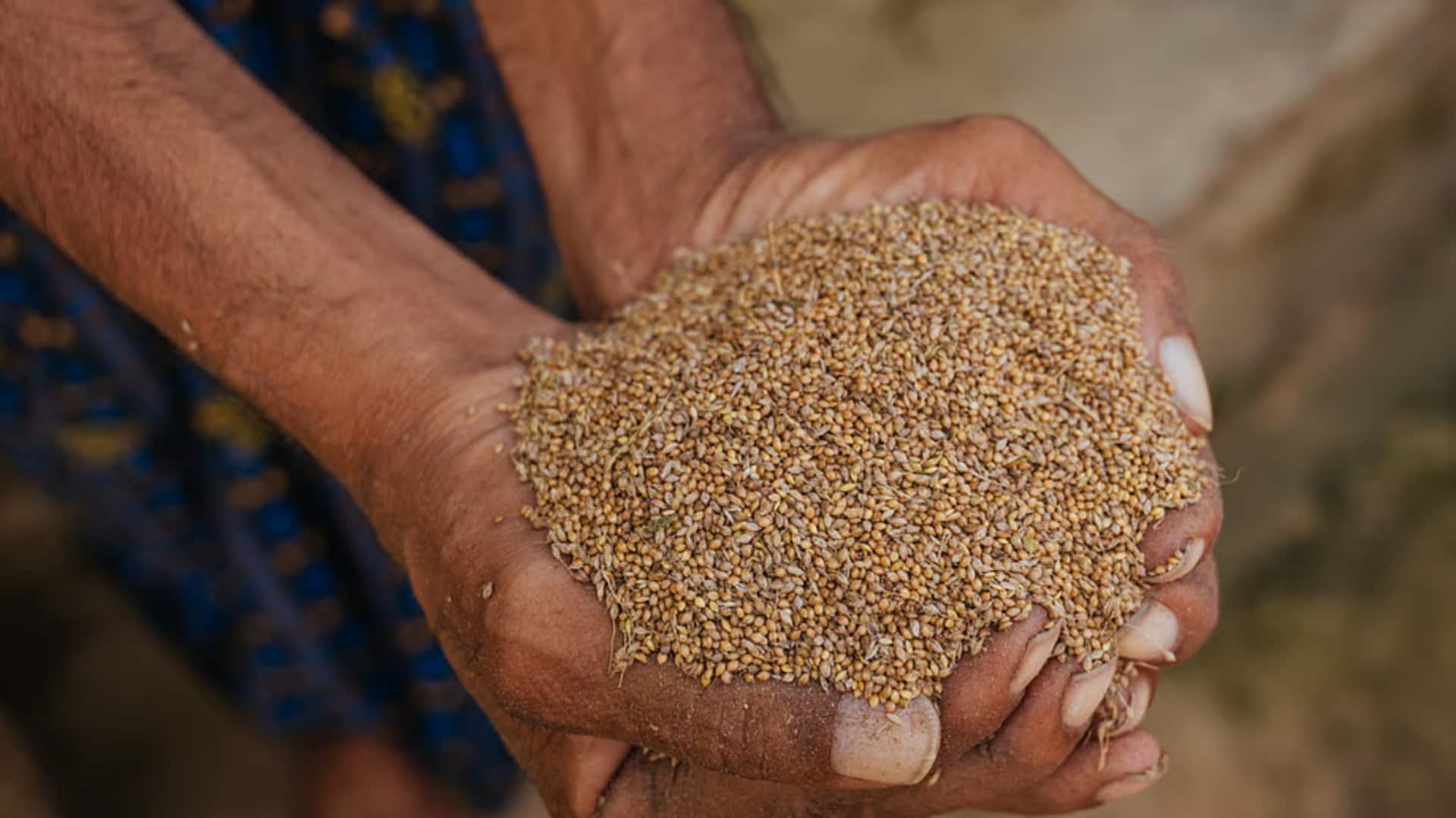 क्या है गुर्जी? जानिए ओडिशा के इस खास बाजरे के बारे में महत्वपूर्ण बातें
