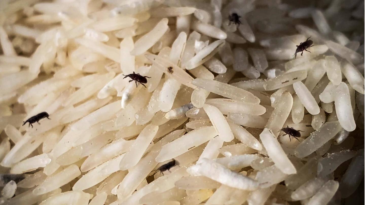मानसून में चावलों में कीड़े हो जाते हैं तो इन तरीकों से करें उन्हें दूर