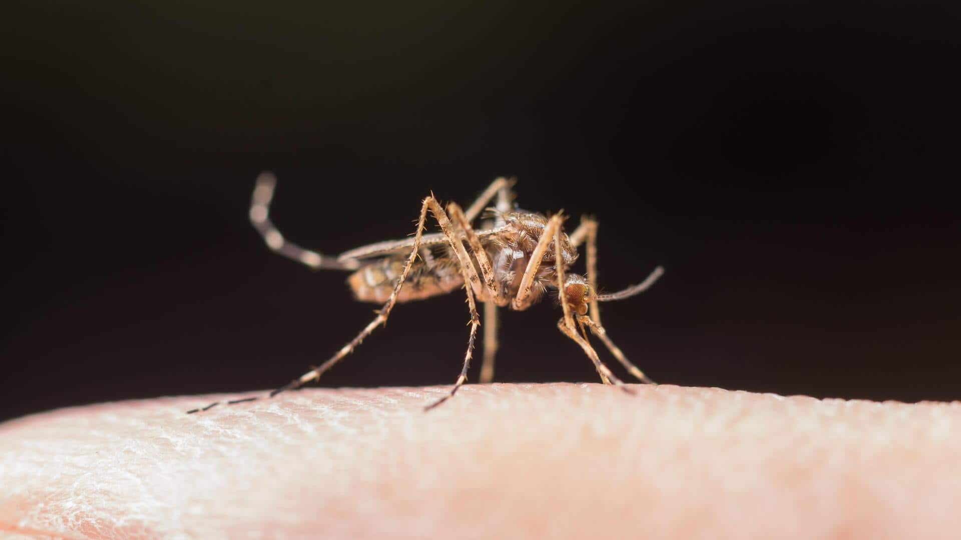 #NewsBytesExplainer: देशभर में डेंगू का प्रकोप, अपने बच्चों को कैसे रखें इससे सुरक्षित?