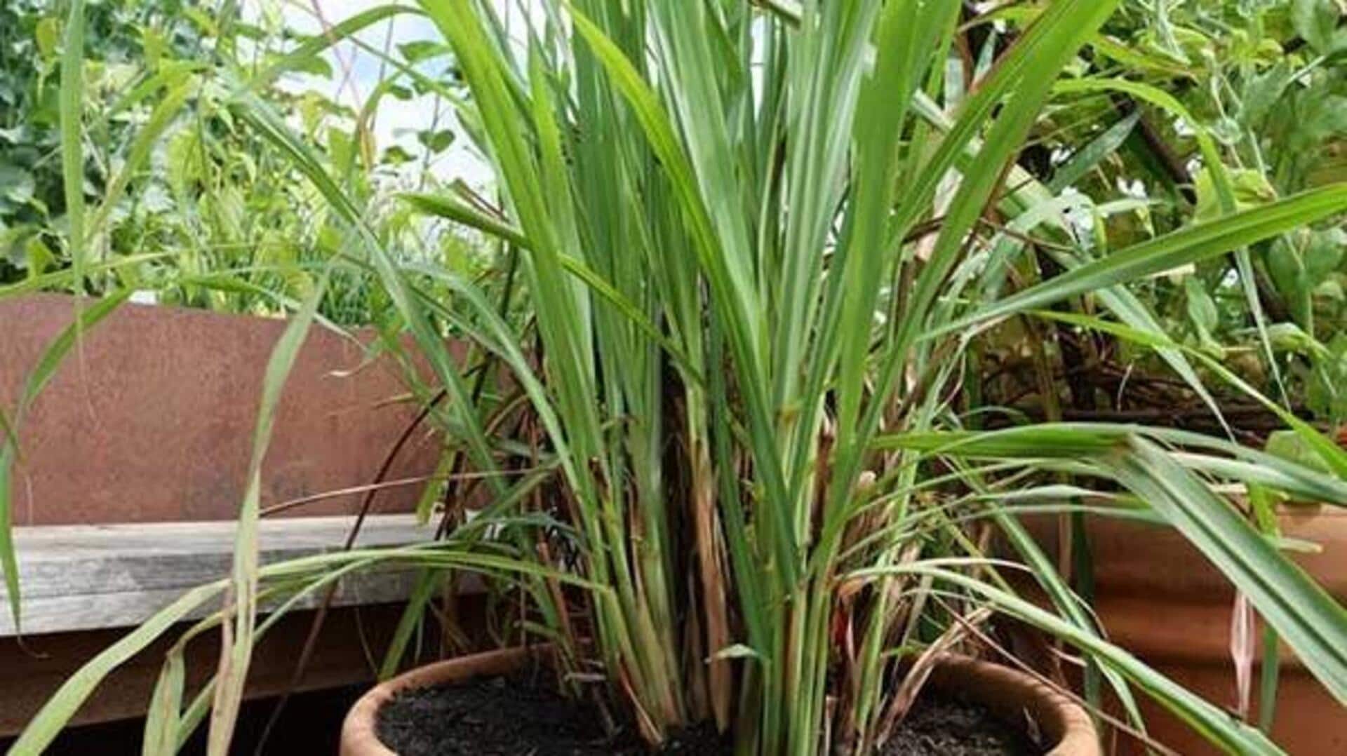 लेमनग्रास के पौधे का इस तरह से रखें ध्यान, होगा फायदा