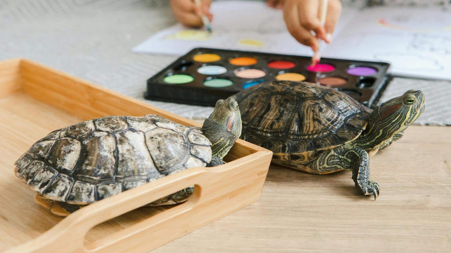 पालतू कछुए को आसानी से ऐसे सीखा सकते हैं कई चीजें