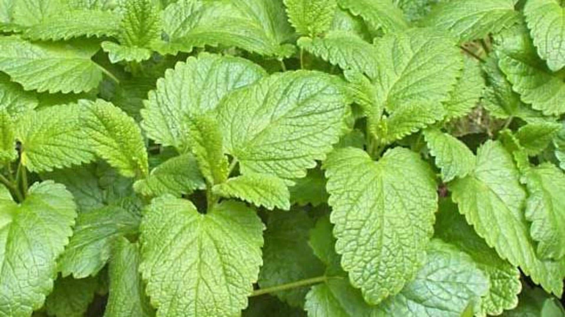 लेमन बाम का इस्तेमाल करने से मिल सकते हैं कई स्वास्थ्य लाभ, जानें कैसे
