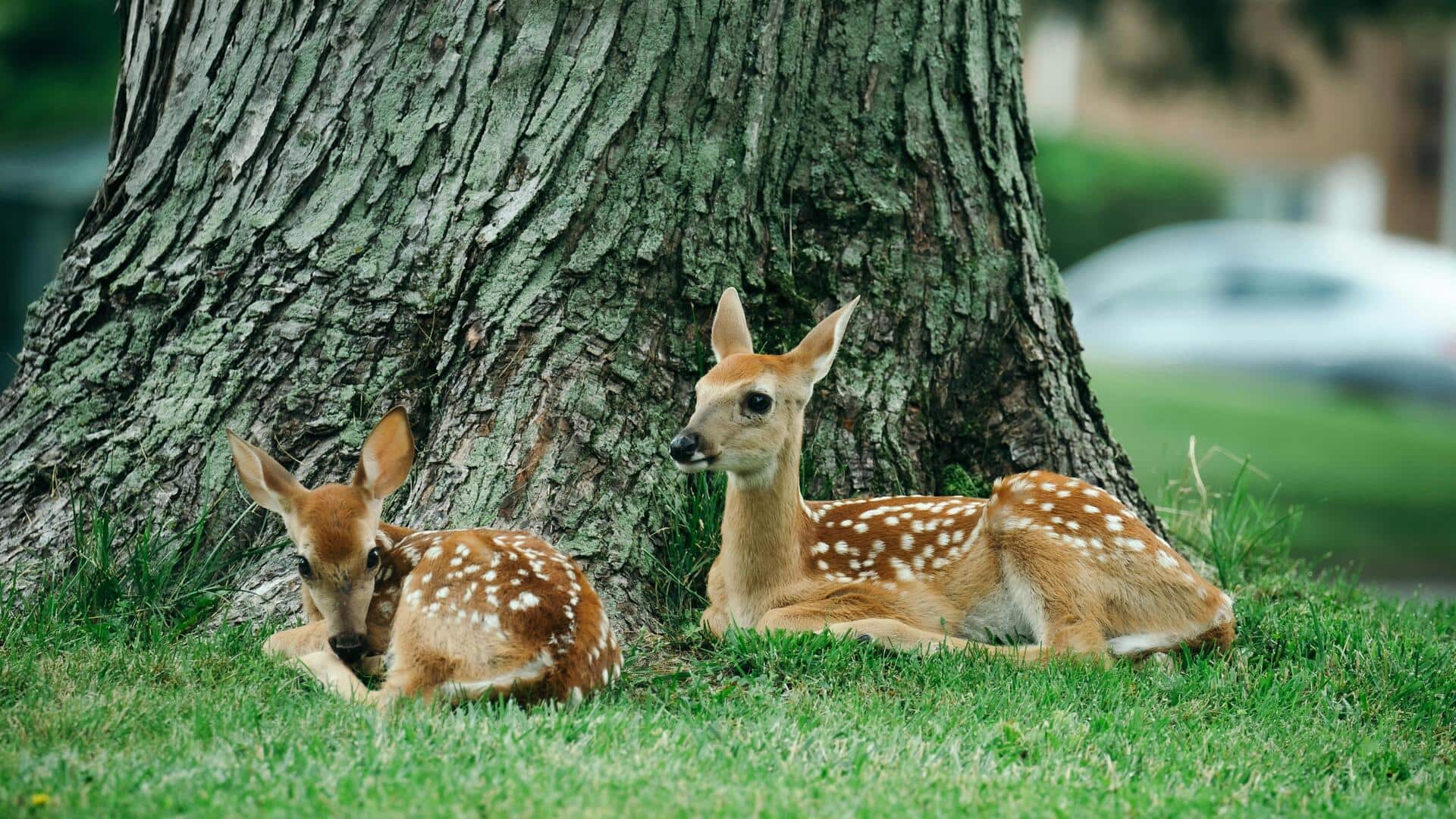 पहली नजर में मासूम लगने वाले ये 5 जानवर असल में हैं बहुत खतरनाक