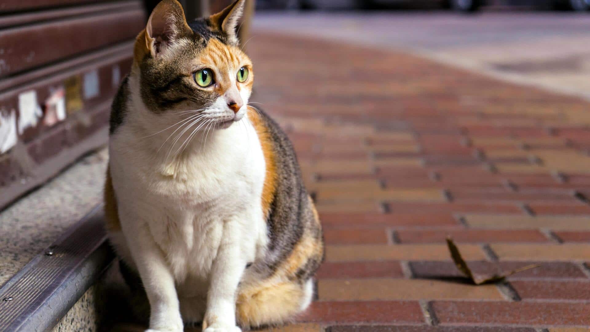 गर्मियों के दौरान इन 5 तरीकों से स्ट्रीट जानवरों की मदद कर सकते हैं आप