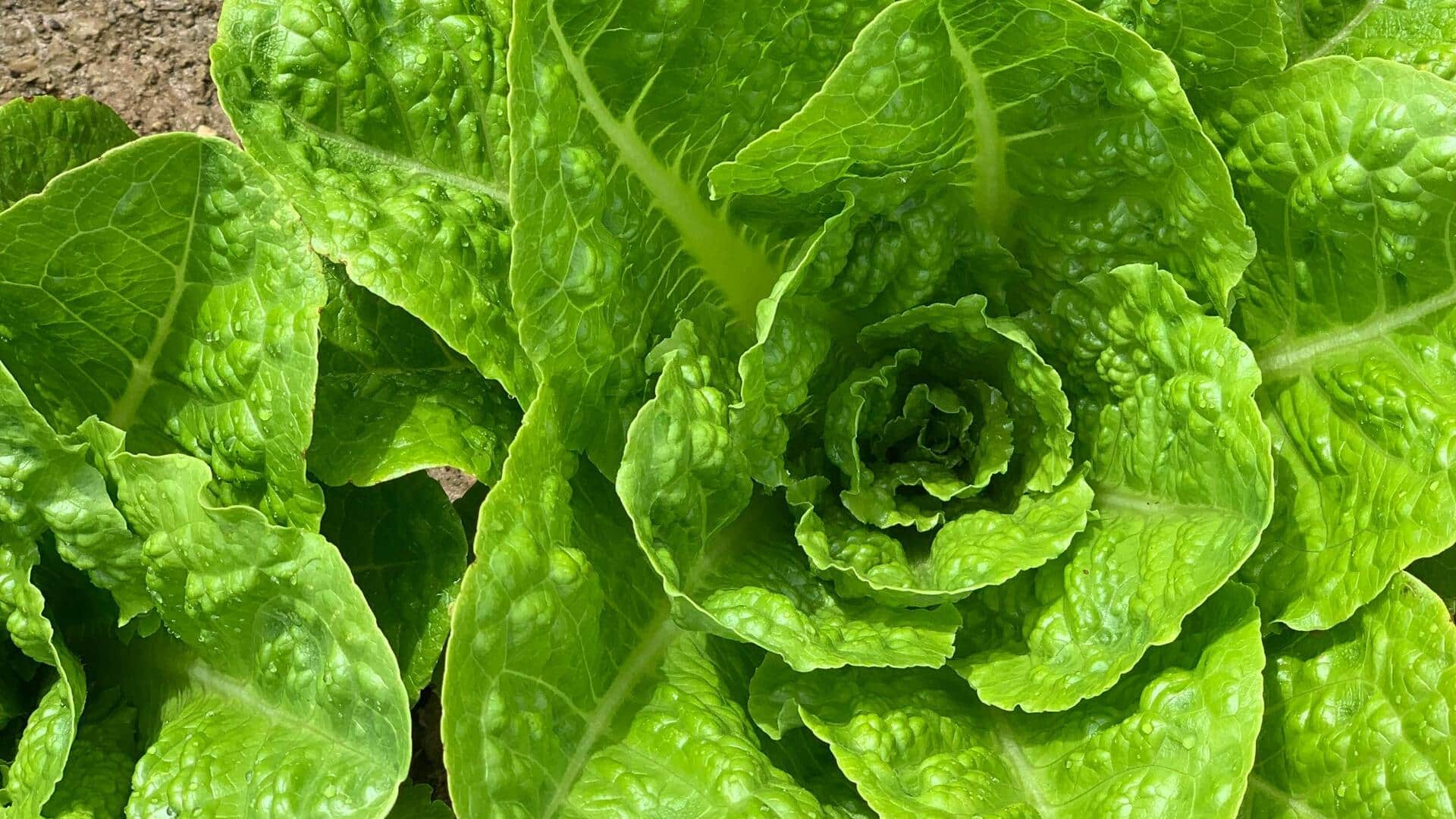 घर पर आसानी से उगाए जा सकते हैं रोमेन सलाद पत्ते, जानिए इसका तरीका