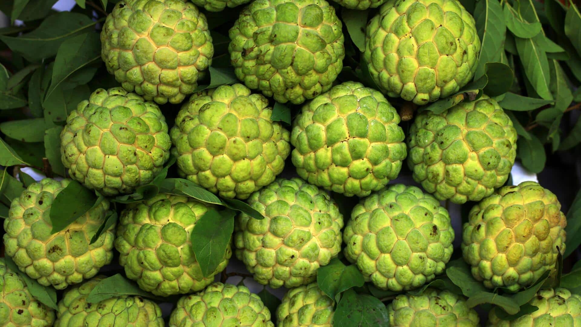 शरीफा का अधिक सेवन हो सकता है नुकसानदायक, जानिए इसके कारण