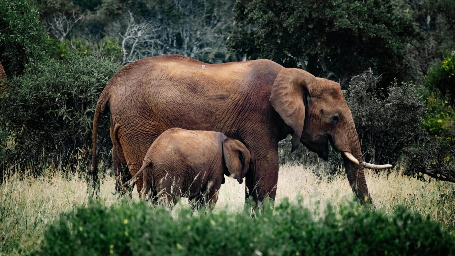पारिस्थितिकी तंत्र को फायदा पहुंचाने में अहम भूमिका निभाते हैं ये 5 जानवर