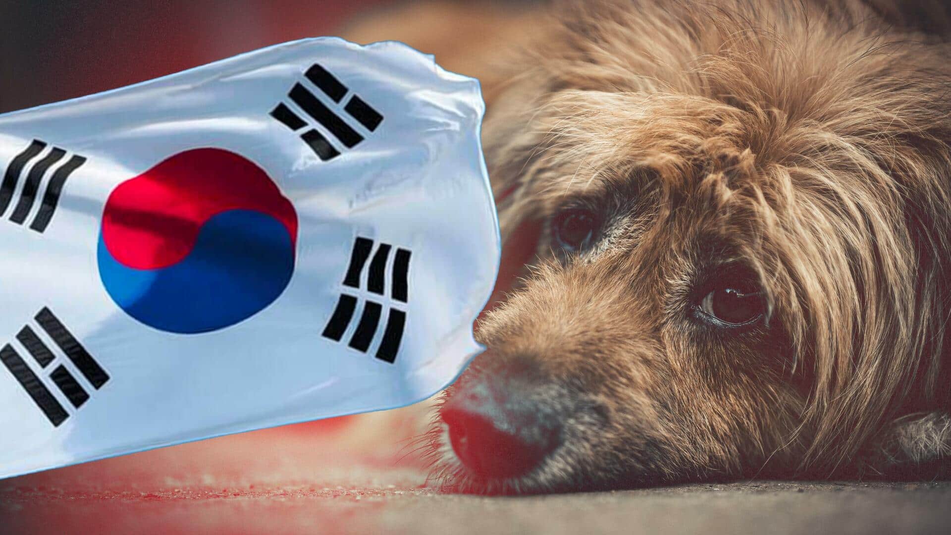 दक्षिण कोरिया: शख्स ने 1,000 से ज्यादा कुत्तों को भूखा मारा, लगा लाशों का ढेर
