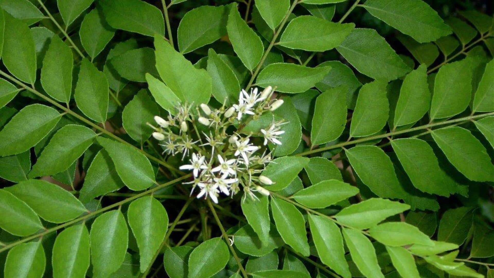 बालों की वृद्धि के लिए सर्दियों में इस तरह से करें करी पत्ता के इस्तेमाल