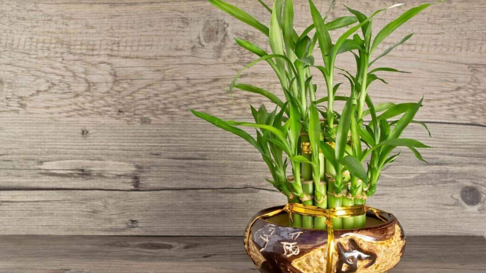 मानसून के दौरान घर के अंदर लगाने के लिए बेहतरीन हैं ये 5 पौधे