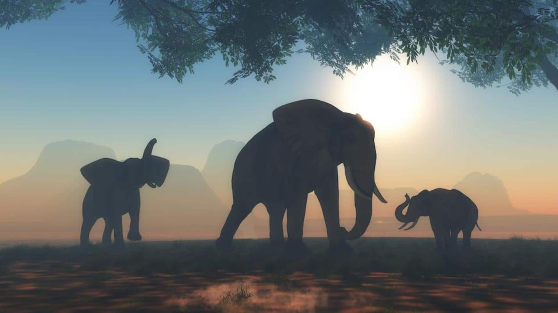 विश्व हाथी दिवस: जानिए इस ताकतवर जानवर से जुड़े 5 रोचक तथ्य