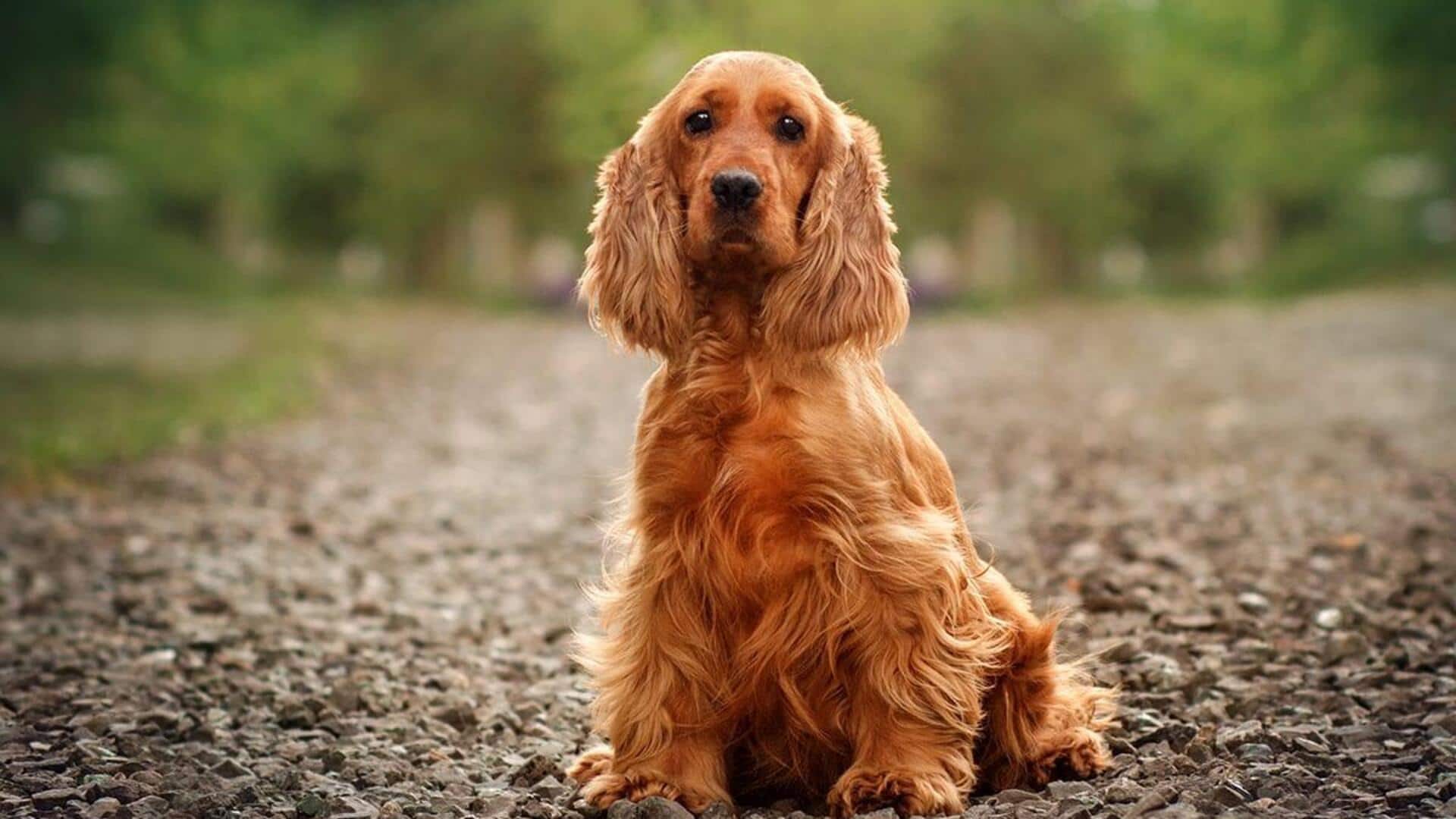 कॉकर स्पैनियल की सुंदरता बनाए रखने के लिए अपनाएं ये 5 ग्रूमिंग टिप्स