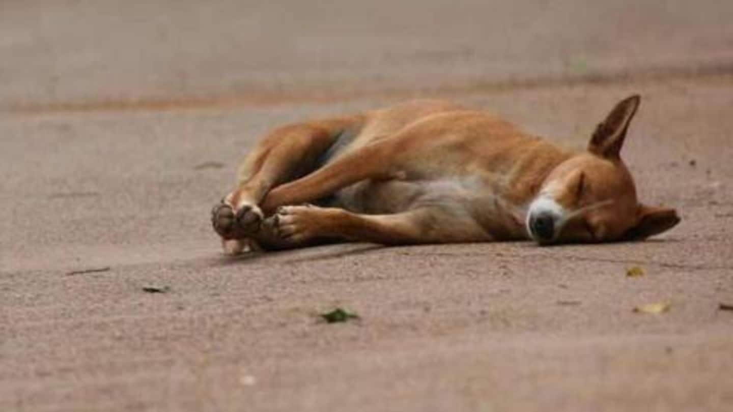 मुंबई में शर्मनाक घटना, नशे में चूर चार लोगों ने कुत्ते के साथ किया गैंगरेप