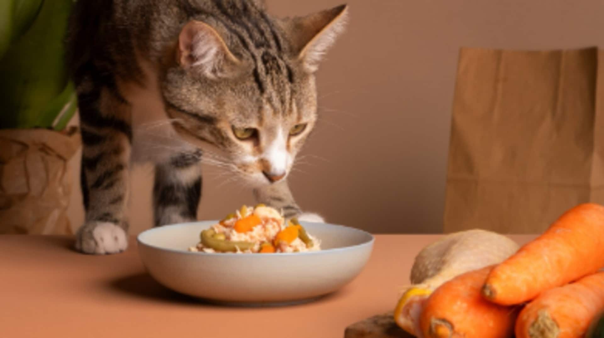 अपनी बिल्लियों को खिला सकते हैं ये 5 सब्जियां, उनके लिए होंगी फायदेमंद