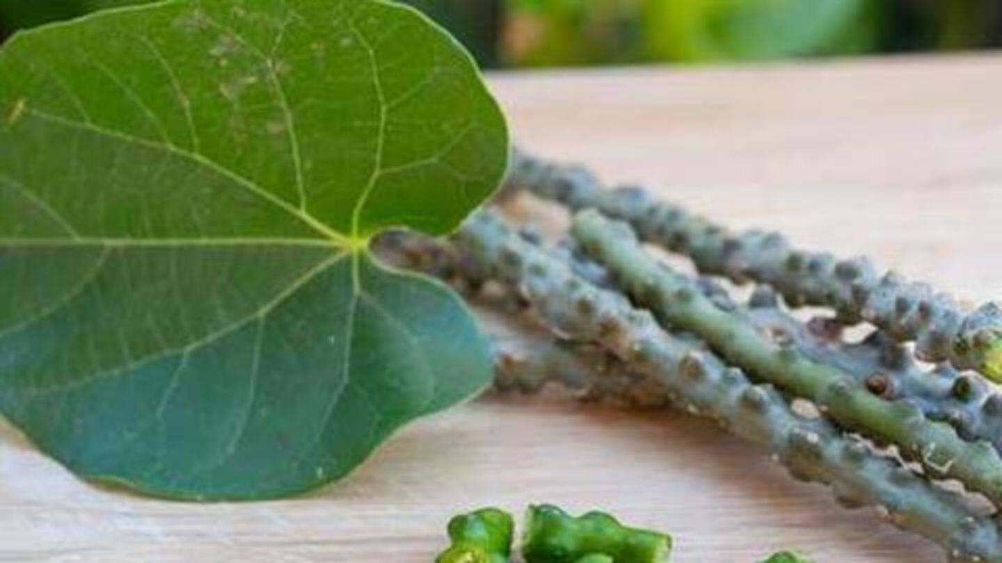 डायबिटीज के मरीज़ों के लिए वरदान है गिलोय डायबिटीज के मरीज़ों के लिए वरदान है गिलोय