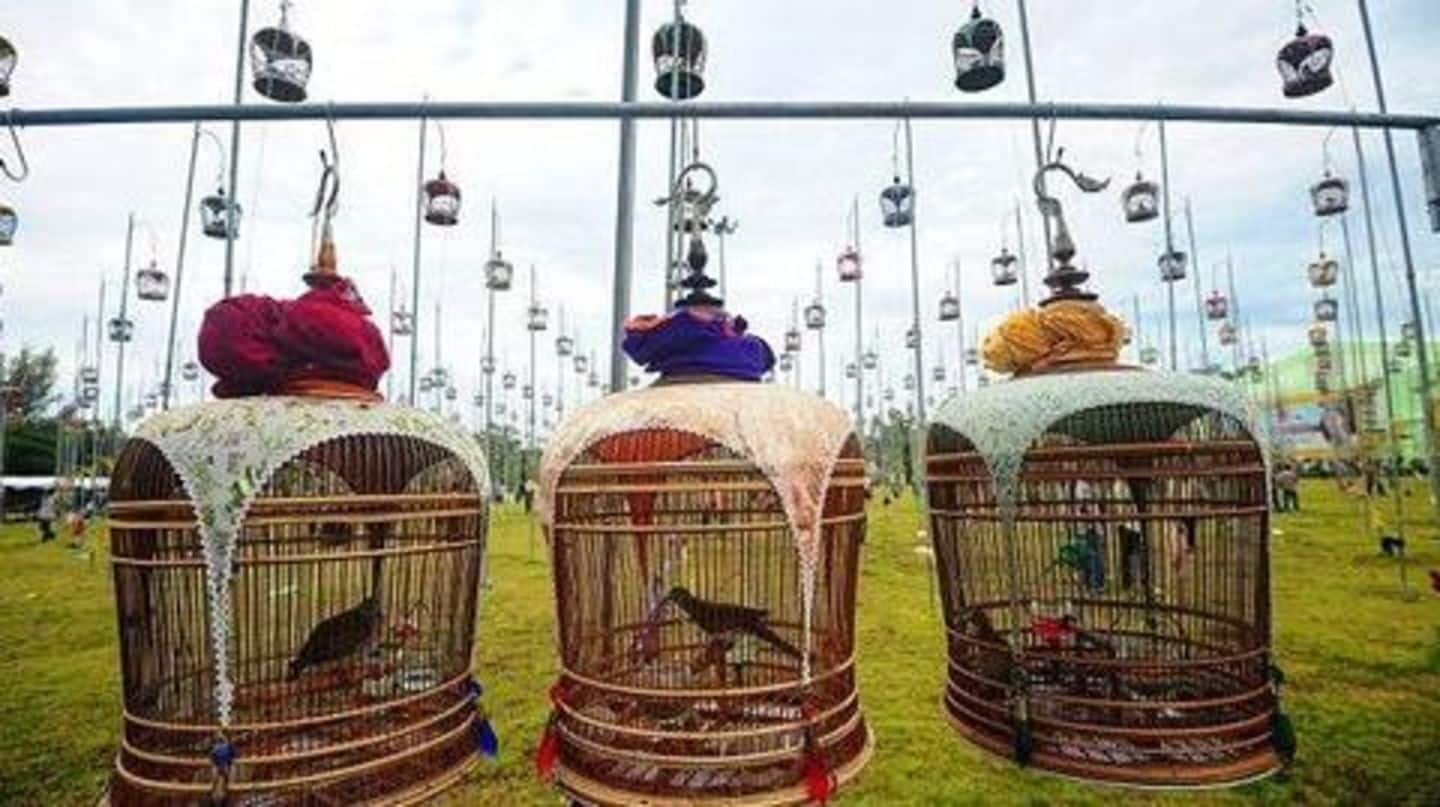 थाईलैंड में हो रहा है पक्षियों का सिंगिंग कॉम्पटिशन, सैंकड़ों पक्षी भाग लेने पहुंचे