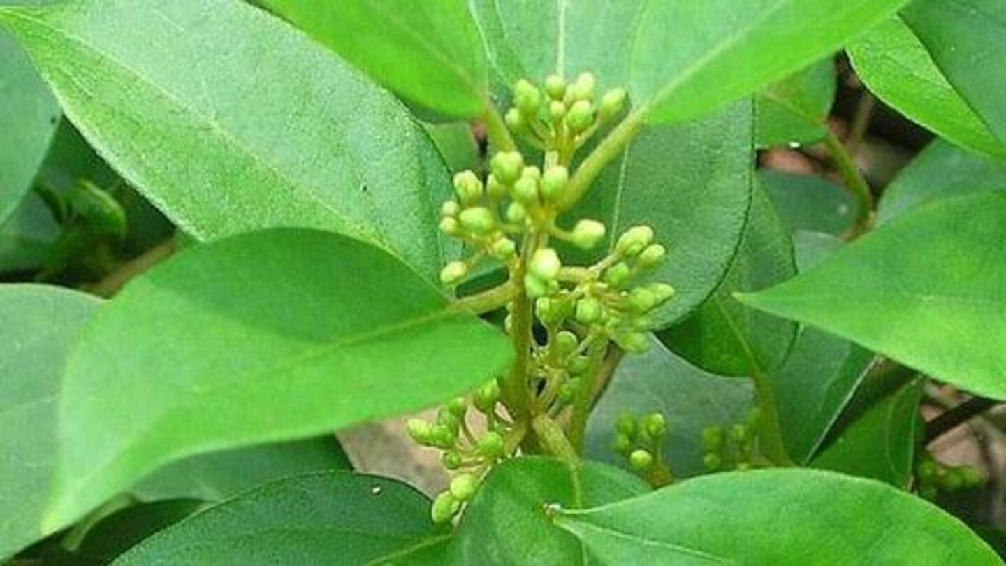 गुड़मार से भी करें डायबिटीज का सफल इलाज गुड़मार से भी करें डायबिटीज का सफल इलाज